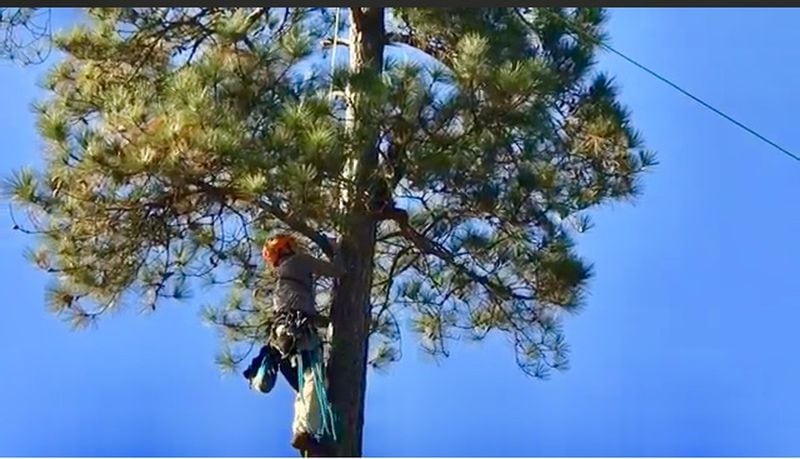Alex the cat found himself 100 feet up a pine tree for a couple days until a visit from Normer Adams. 