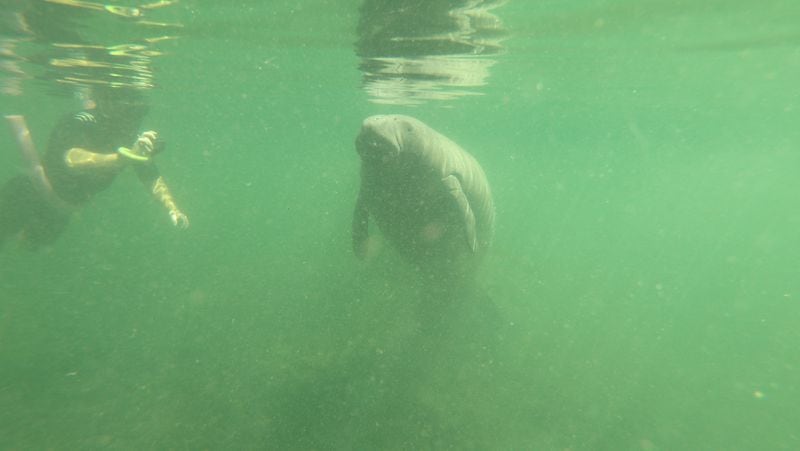 A male manatee wakes from his nap to come up for a breath of air during a manatee snorkeling tour on July 21, 2018, in Crystal River. (Kathleen Christiansen/Orlando Sentinel/TNS)
