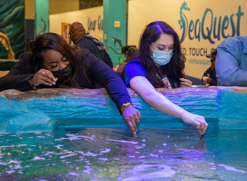 SaVaughn Irons (left) and SeaQuest's Christina Johnsen hand feed fish during the opening of SeaQuest aquarium in The Mall ay Stonecrest. The new locations features more than 25,000 square feet of indoor/outdoor interactive adventures from across the globe, including exotic sea life, tropical birds, reptiles and more. PHIL SKINNER FOR THE ATLANTA JOURNAL-CONSTITUTION.