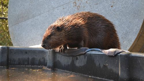 The Chattahoochee Nature Center has added two young beavers to its wildlife family. (Photo courtesy of CNC)