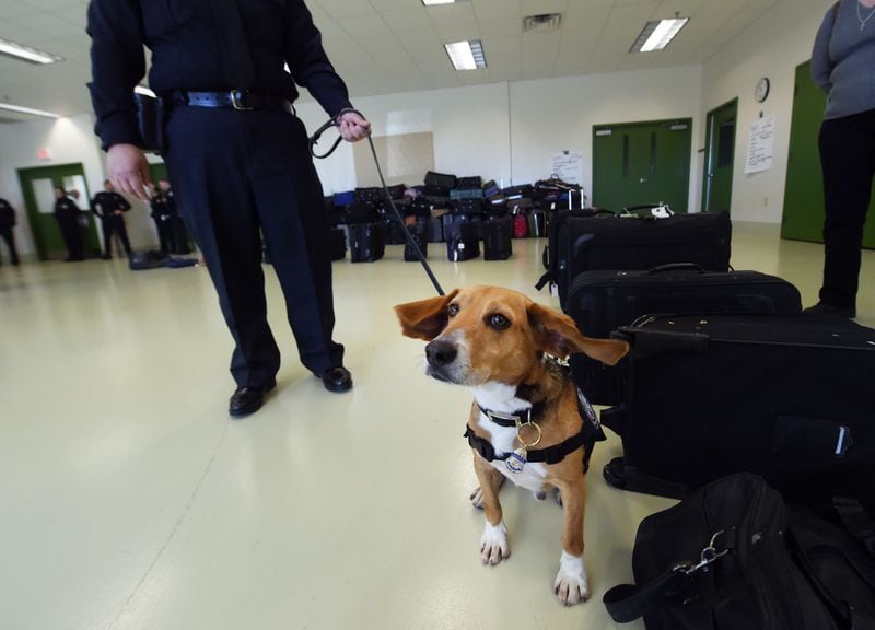 MARCH 16, 2017  NEWNAN U.S. Customs and Border Protection  Agriculture Specialist Amabelle Gella and âMurray,â K9 Beagle, perform a search during a demonstration at the National Detector Dog Training Center in Newnan, Thursday, March 16, 2017.  Murray was rescued in the Northeast Georgia Animal Shelter after sustaining obvious injuries. After his rescue, he was trained as an agriculture detector dog through the USDA.  He'll work at Hartsfield Jackson International Airport. KENT D. JOHNSON/AJC