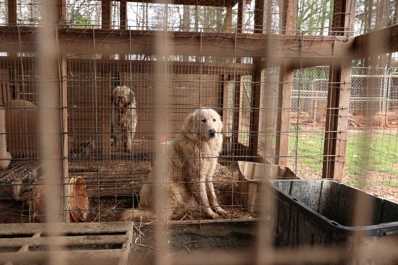 The animals were living in muddy outdoor pens in their own urine and excrement, authorities said.