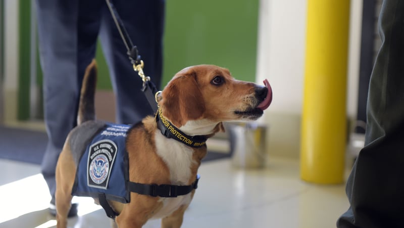  U.S. Customs and Border Protection Agriculture Specialist Amabelle Gella and “Murray,” K9 Beagle, perform a search during a demonstration at the National Detector Dog Training Center in Newnan, Thursday, March 16, 2017. 
