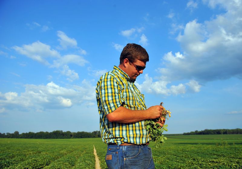 Neil Lee, whose family farms about 6,000 acres in and around Dawson, surveys one of his peanut farms in this AJC file photo.