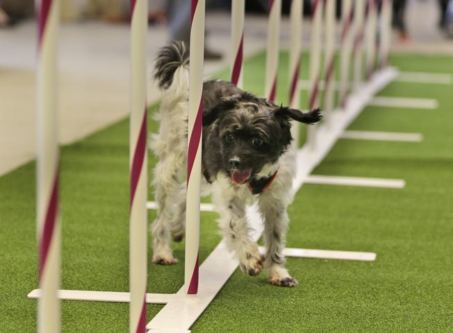 Mixed breeds at Westminster Kennel Club