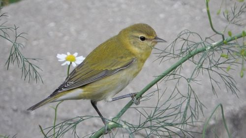 The Tennessee warbler (shown here) is one of the top 10 bird species that die in Georgia from crashing into buildings during spring migration. (Courtesy of Brian Plunkett / Creative Commons)