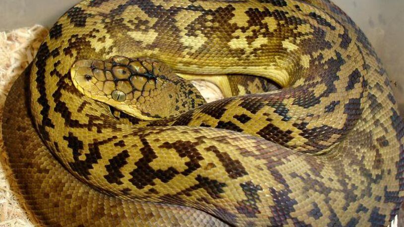 After leaving its private cage in Zoo Atlanta’s Conservation Breeding Center, a Timor python likely landed in Grant Park, where officials were searching Sunday morning. (Credit: Zoo Atlanta)