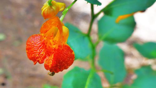 The spotted jewelweed is a common, late-summer blooming wildflower in Georgia. Its leaves and twigs are an antidote for poison ivy rash. It is also is known as touch-me-not because when it ripens in fall, its seeds scatter several feet when the seed pod is touched. Photo Credit: Charles Seabrook
