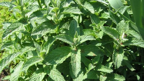 This mint is yummy in drinks, but it will take over your garden for good.