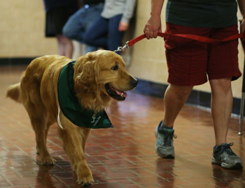 Milano, Violet Avenue Elementary School's service dog walks the halls with reading teacher, Donna Lown during a training session at the school on June 28, 2018.