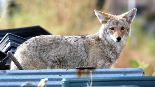 The city of Milton is warning residents to be on the lookout for coyotes.