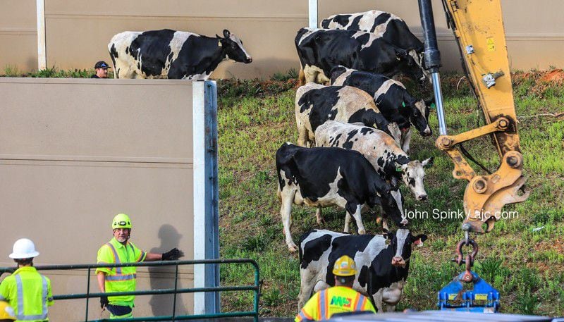 Cows set loose from an overturned tractor-trailer on I-75 South in Cobb County  were herded to the side of the interstate while crews worked to clean up the May 17 wreck. JOHN SPINK / JSPINK@AJC.COM