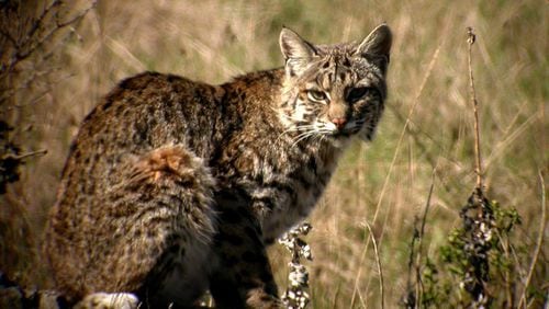 The bobcat is widespread in Georgia, but its solitude and reclusiveness make it seldom seen. Bobcats are the only native wild cats still roaming Georgia’s wilds LEN BLUMIN/CREATIVE COMMONS