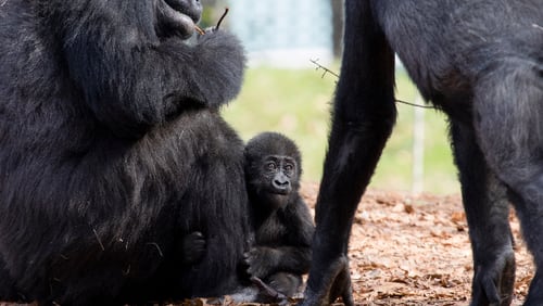 Pictured: Mijadala, the infant female gorilla born at Zoo Atlanta on Sept. 18, 2016.