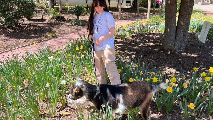 Jessica Legato, conservation educator at Autrey Mill Nature Preserve and Heritage Center leads the goat walking program. She is shown here with Maggie the Nigerian dwarf goat who knows how to do tricks and the most talented walker.