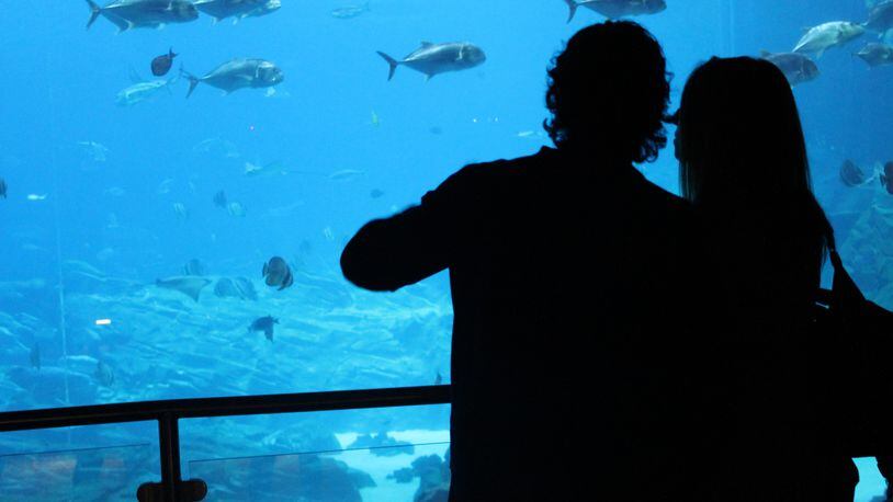 The Georgia Aquarium hosts "Sips Under the Sea," an after-hours themed event for adults 21 and up offering three hours of kid-free time to view the exhibits and galleries, enjoy a few beverages and let loose as the DJ spins the tunes.
