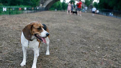 In this AJC file photo, a Beagle mix named Sadie paused to take in the scene in the large dog run area in the Piedmont Dog Park.