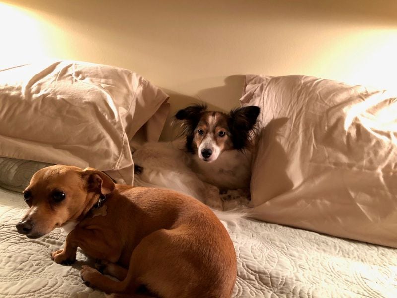 Zippy and Cassie Bolen do not love  thunderstorms (seen here). But they do love their people, AJC subscribers Julie and Don Bolen. (Courtesy photo)