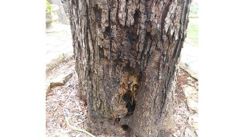 It's easy to see damage from rot. A professional arborist can determine if the damage makes the tree a candidate for removal. (Courtesy of Randall Rust)