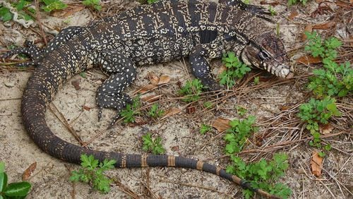 The Argentine black and white tegu is a large, nonnative lizard considered a threat to native species, according to the Florida Fish and Wildlife Conservation Commission. Researchers are looking for a little help to remove the invasive lizard from South Georgia before it’s too late.