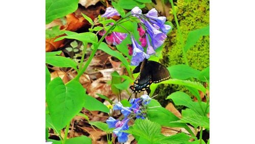 An Eastern tiger swallowtail butterfly (dark form) sips nectar from Virginia bluebells in the "Pocket" on Pigeon Mountain in Walker County. Bluebells are some of the many species of early spring wildflowers blooming now in the Pocket. (Charles Seabrook for The Atlanta Journal-Constitution)
