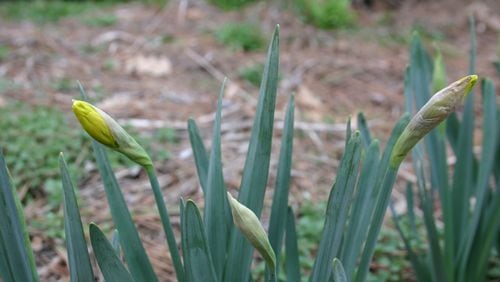 It’s best to fertilize spring bulbs when the leaves emerge but not after flowering. CONTRIBUTED BY WALTER REEVES