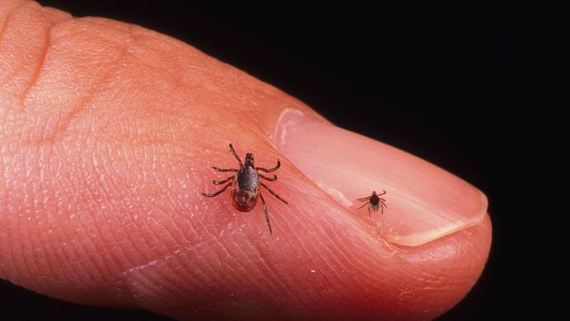 A close up of an adult female and nymph tick. Ticks cause an acute inflammatory disease characterized by skin changes, joint inflammation, and flu-like symptoms called Lyme disease.
