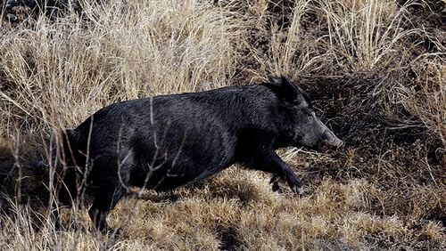 Wild hogs are an aggressive invasive species that threaten everything from farms to endangered sea turtles in Georgia.