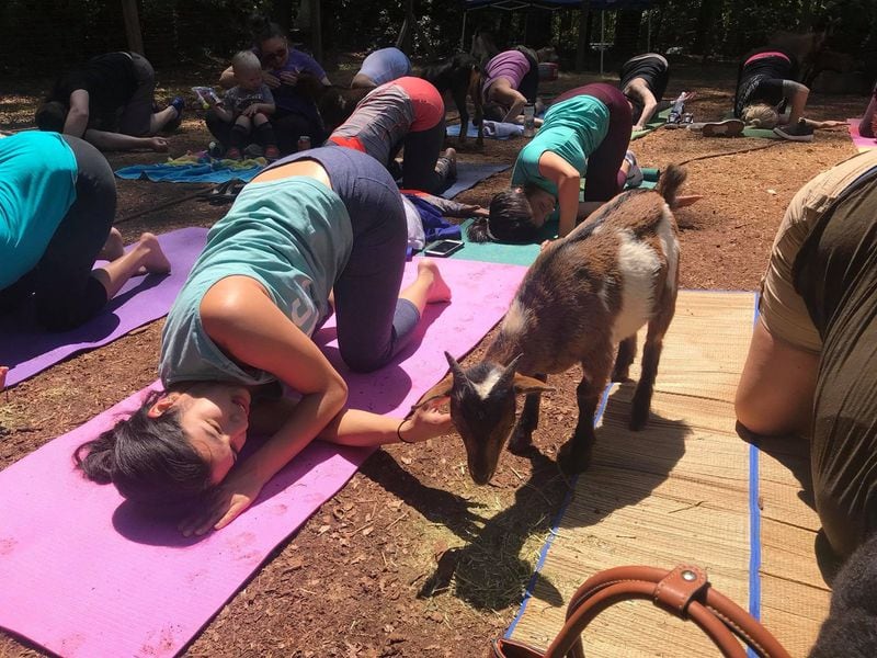 Red Wagon Goats holds goat yoga sessions at its Stone Mountain property. CONTRIBUTED BY RED WAGON GOATS