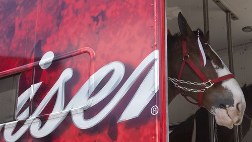 Budweiser is bringing their clydesdales to Fado Irish Pub on 273 Buckhead Ave. at 1:30 p.m. Friday.