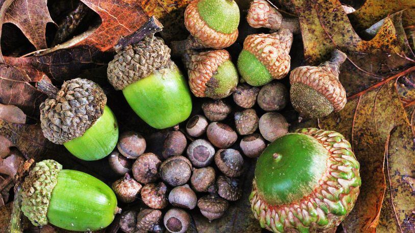 Acorns (from small to large) of some oak trees typical of Georgia’s mountains and Piedmont — willow oak (very small, at center); Southern red oak, white oak, scarlet oak. The scale bar in the upper right corner is 1 cm. Georgia has more than 30 species of oaks. (Courtesy of David Hill/Creative Commons)