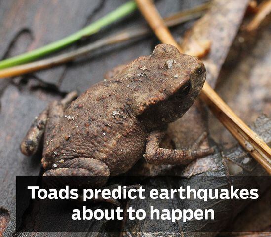 Toads can predict earthquakes