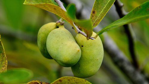 There are a handful of Paw Paw species native to the United States producing edible fruit. (Norman Winter/TNS)