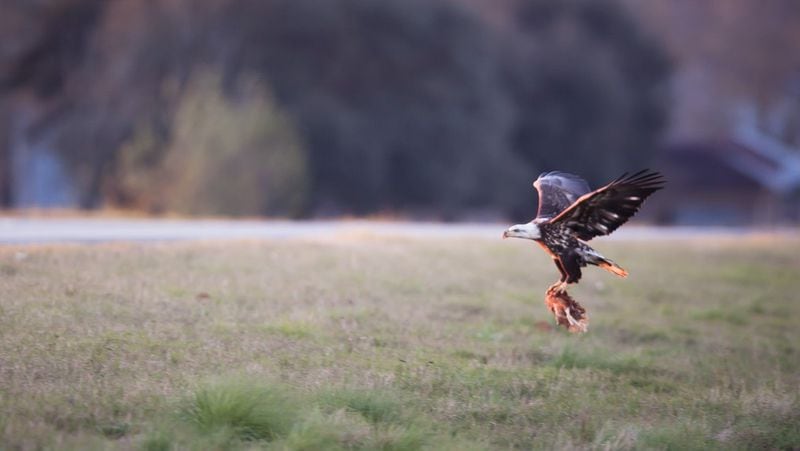 An eagle flies away with a White Oak Pastures chicken.