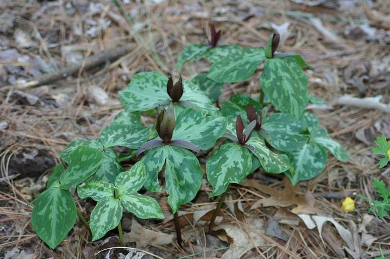 Trilliums are some of the most distinctive native plants seen in spring. Contributed: Walter Reeves