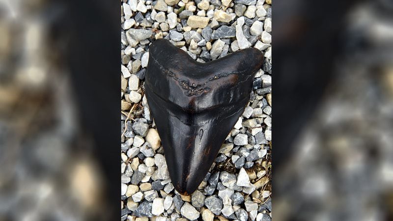 This Aug. 21, 2015, file photo shows a giant tooth believed to be that of a megalodon shark.