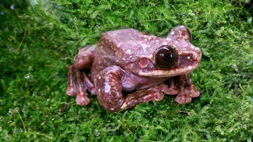 Say goodbye to this Rabbs’ fringe-limbed tree frog, the last known member of its species in existence. It spent the last eight years of its life in a specially built enclosure at the Atlanta Botanical Garden, as scientists worked to rescue the species. Their efforts ultimately failed. CONTRIBUTED BY ATLANTA BOTANICAL GARDEN