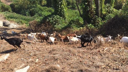 33 goats grazed at a Roswell park for kudzu-clearing purposes in Nov. 2016.