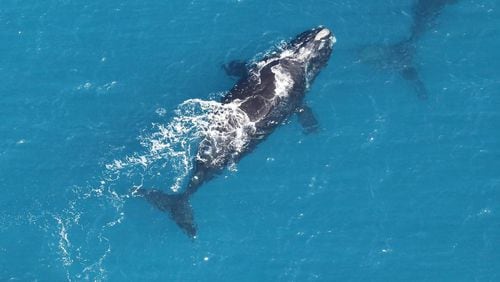The female North Atlantic right whale named Punctuation (center) was last seen off the Georgia coast last February, when this photo was taken. She was killed in June in Canada’s Gulf of St. Lawrence when she collided with a ship. CONTRIBUTED BY GEORGIA DEPARTMENT OF NATURAL RESOURCES