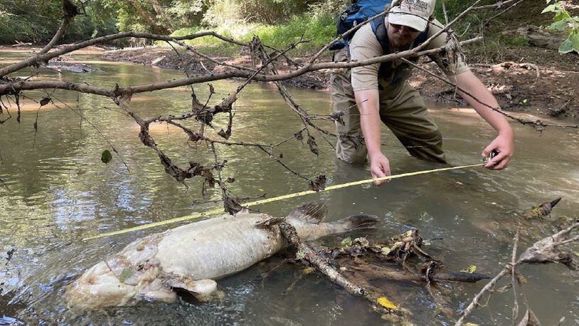Georgia Environmental Protection Division official, Chris James, measured a dead flathead catfish found in Little River in Wilkes County. SPECIAL TO THE AJC