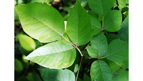 The old folk precaution "leaves of three, let it be" may be more apt than ever. Poison ivy may be growing lusher and more potent due to more atmospheric carbon dioxide from fossil fuel burning. (Courtesy of Wikipedia/Creative Commons)