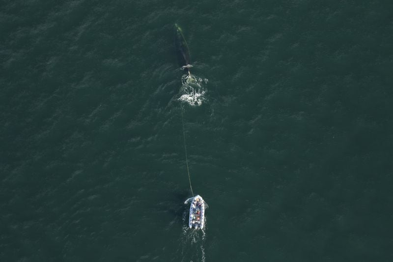 Georgia wildlife biologists and other staff helped free an endangered North Atlantic right whale from most of the fishing gear it was tangled in last week, a rare success story for a species facing the threat of extinction.