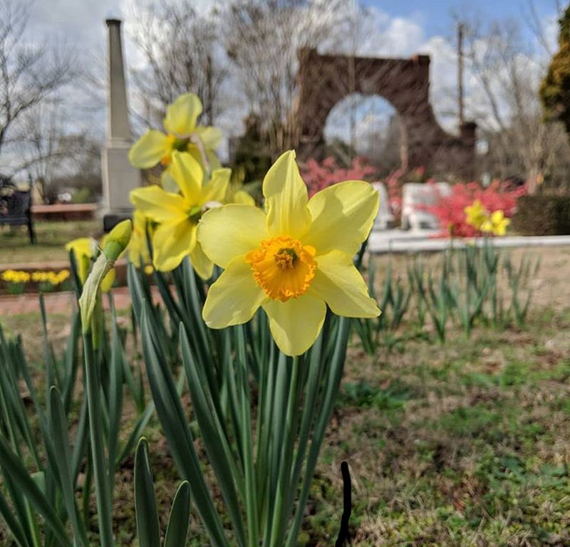 Celebrate the daffodil bloom at Oakland Cemetery’s annual Daffodil Day. Contributed by Historic Oakland Foundation