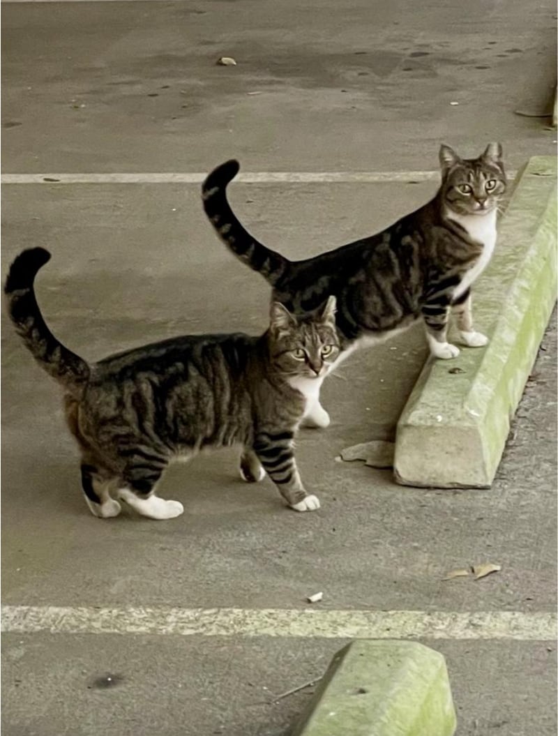 Chuck and Radar are part of a colony of feral cats at the Shadowood Office Park on Powers Ferry Road. Courtesy of the Atlanta Property Group.