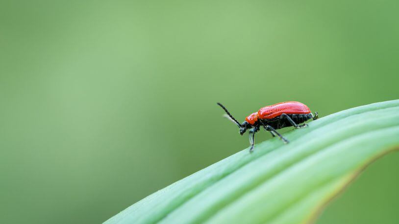 Left unchecked, scarlet lily beetles will devour entire plants. (Dreamstime)