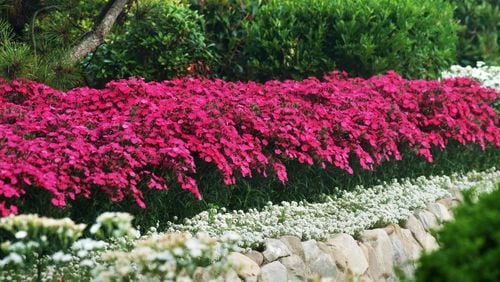 Planting in mass like this Dianthus Bouquet Rose gives a wow element to the cool season landscape. (Ball Horticultural)
