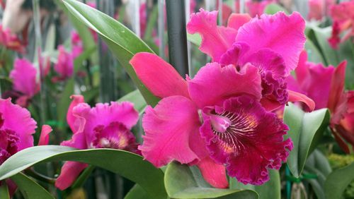 The Atlanta Botanical Garden Flower Show, Feb. 23-25, will welcome thousands of visitors to the Midtown garden. They can see competitions in floral design, horticulture and photography and can enjoy the garden itself, which recently opened its Orchid Daze exhibit, featuring this Cattleya orchid. CONTRIBUTED BY ATLANTA BOTANICAL GARDEN