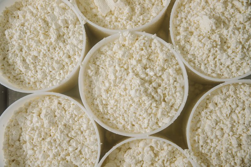 Cheesemaking uses cultures to turn milk into curds. Here, the curds settling into molds will become Green Hill, Sweet Grass Dairy’s best-selling cheese. CONTRIBUTED BY SWEET GRASS DAIRY