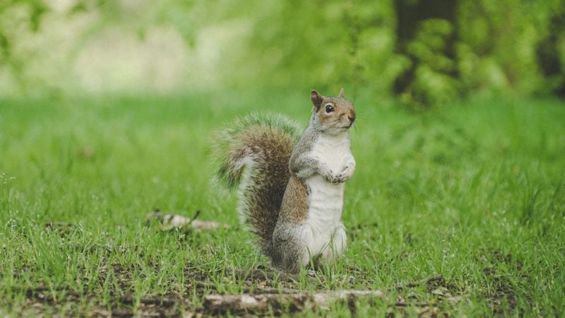A squirrel was seen on video doorbell footage jumping on a UPS driver while he made a delivery.