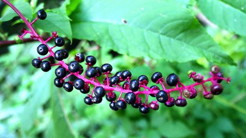 The pokeweed, whose berries provide food for a variety of wildlife in late summer and fall, is common throughout Georgia. The entire plant, however, is poisonous to humans, although in spring some people make a salad from its green shoots, which must be carefully washed and cooked to remove the poisons. PHOTO CREDIT: Charles Seabrook